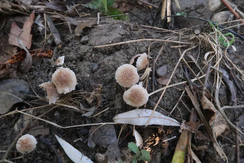 Candolleomyces candolleanus 1 - IMG_5845